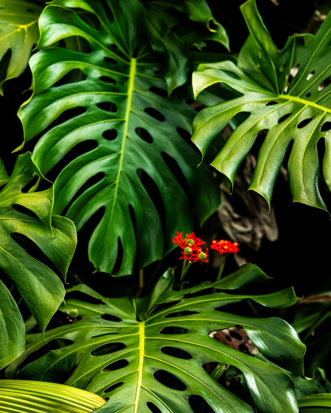 The Monstera leaf embodies abundance and the lush beauty of nature; Inspiring our Ruperupe print.
Discover more at Tavpacific.com